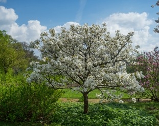 Het Belmonte Arboretum Wageningen